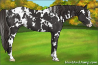 Horse Color:White Spotted Liver Chestnut Sabino Appaloosa 