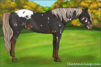Horse Color:White Spotted Liver Chestnut Appaloosa 
