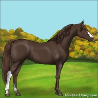 Horse Color:Liver Chestnut 