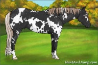 Horse Color:White Spotted Liver Chestnut 
