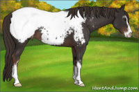 Horse Color:Liver Chestnut Sabino Appaloosa 