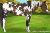 Horse Color:White Spotted Liver Chestnut 