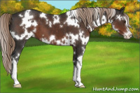 Horse Color:White Spotted Liver Chestnut Sabino 