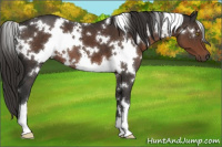 Horse Color:White Spotted Liver Chestnut