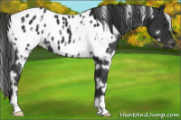 Horse Color:White Spotted Liver Chestnut Appaloosa 