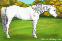 Horse Color:Liver Red Dun Sabino Appaloosa 