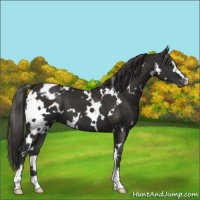 Horse Color:White Spotted Liver Chestnut Sabino Appaloosa 