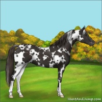 Horse Color:White Spotted Liver Chestnut Appaloosa 