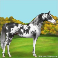 Horse Color:White Spotted Liver Chestnut Sabino 