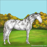 Horse Color:Liver Chestnut Sabino Appaloosa 