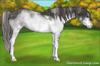 Horse Color:Liver Chestnut Sabino 