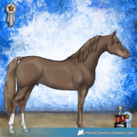 Horse Color:Liver Red Dun 