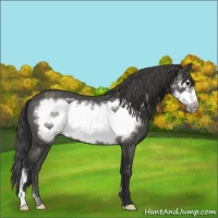 Horse Color:Black Frame Appaloosa