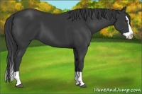 Horse Color:Black Splash