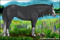 Horse Color:Black and Black Splash