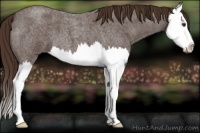 Horse Color:Liver Red Roan Splash 