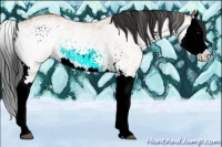 Horse Color:White Spotted Bay Splash Rabicano 