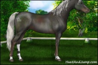 Horse Color:Liver Chestnut Mushroom
