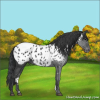 Horse Color:Black Appaloosa 