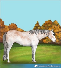 Horse Color:White Spotted Bay Splash 