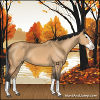 Horse Color:Bay Dun Splash 