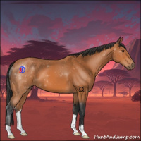 Horse Color:Bay 