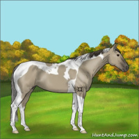 Horse Color:Smoky Grullo Tobiano 
