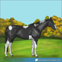 Horse Color:Black Tobiano 