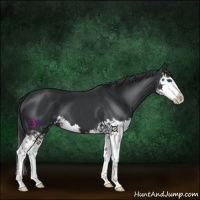 Horse Color:Black Splash