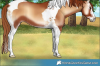 Horse Color:Red Onyx Splash Tobiano
