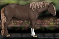 Horse Color:Liver Chestnut 