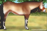 Horse Color:Bay Onyx 