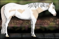 Horse Color:Silver Classic Champagne Dun Splash Tobiano Frame 