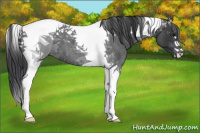 Horse Color:Blue Roan Tobiano 