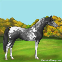 Horse Color:Blue Roan Tobiano 