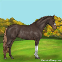 Horse Color:Liver Chestnut Varnish Rabicano 