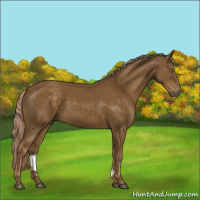 Horse Color:Chocolate Palomino 