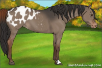 Horse Color:Liver Red Dun Appaloosa 