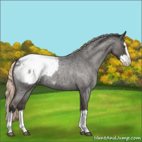 Horse Color:Liver Red Dun Roan Mushroom Splash Appaloosa 
