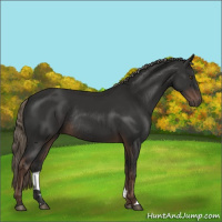 Horse Color:Liver Chestnut Mushroom Rabicano 