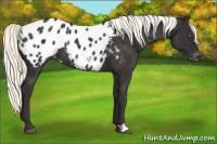 Horse Color:Liver Chestnut Mushroom Appaloosa Rabicano 