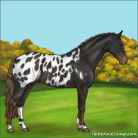 Horse Color:Liver Chestnut Appaloosa