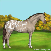 Horse Color:Liver Red Dun Appaloosa 