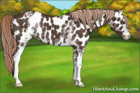 Horse Color:White Spotted Liver Chestnut Appaloosa 