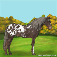 Horse Color:Liver Chestnut Mushroom Appaloosa 