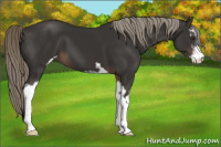Horse Color:Liver Chestnut Mushroom Sabino 