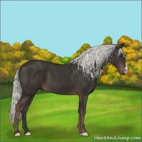 Horse Color:Liver Chestnut Mushroom 