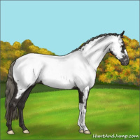 Horse Color:Liver Chestnut Mushroom Appaloosa 