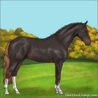 Horse Color:Liver Chestnut 