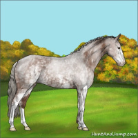 Horse Color:White Spotted Liver Chestnut Mushroom